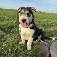 Zuckersüße Propere Amy sucht ihr Zuhause, Hündin zur Adoption