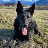 Irie - Vermittlungshilfe -, Hund zur Adoption