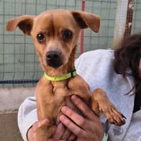 Bobby - gute Laune-Hund sucht sein Glück, Hund zur Adoption