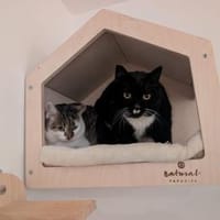 Ebba & Wilma - nicht gesucht -, Katze zur Adoption
