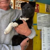 Lady, Hündin zur Adoption