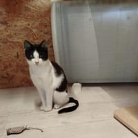 Jule - gute Futterverwerterin, Katze zur Adoption
