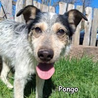 PONGO, Hund zur Adoption