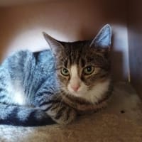 Sunny - die ruhige Beobachterin, Katze zur Adoption