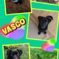 süßer kleiner Vasko auf PS in 90562, Hund zur Adoption