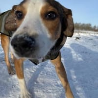 Luigi sucht dich, Hund zur Adoption