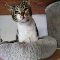 Cynthia - ruhiges Zuhause gesucht, Katze zur Adoption
