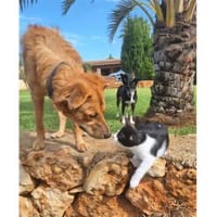 Tayari - wartet in 53332 Bornheim, Hund zur Adoption