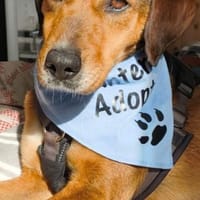 Kayla, Hündin zur Adoption