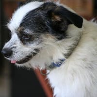 Traumhündin SIMBA 💝 im XS-Format, Hündin zur Adoption