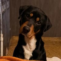 Der hübsche Leo sucht seine Familie, Hund zur Adoption