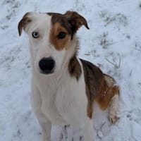 Sky sucht ihr zu Hause, Hündin zur Adoption