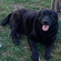 DORIAN 🧡🧡🧡 MÖCHTE IHR HERZ EROBERN, Hund zur Adoption