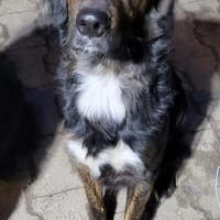 AKKI - jung, freundlich und sportlich, Hund zur Adoption