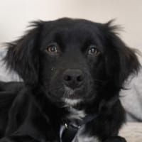 Pingu, geb. 09/2025, 21391 Reppenstedt, Hund zur Adoption