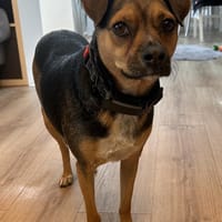 Wunderbare Canela ❤, Hündin zur Adoption