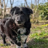 Hündin Rebe in 26180 Rastede / Nethen, Hündin zur Adoption