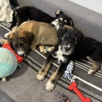 2 hübsche Mischlingswelpen, Hund zur Adoption