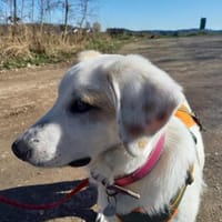 Welpe Thira - schmusiger Sonnenschein, Hündin zur Adoption