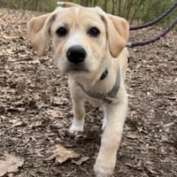 Süßer Theo, Hund zur Adoption