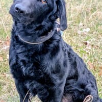 Schlauer Pino sucht ein Zuhause, Hund zur Adoption