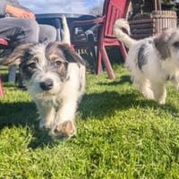 Wir suchen unsere menschen, Hündin zur Adoption