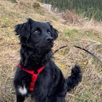 Mudi-Mix NiNA ❤ wartet in Finnentrop, Hündin zur Adoption