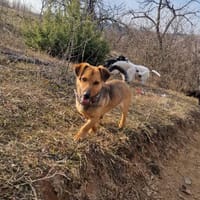 Emma - die verschmuste Dackel-Mix Dame, Hündin zur Adoption