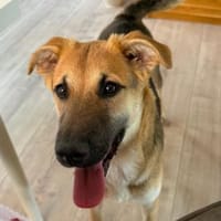 Salsa ❤ wartet in 50769 Köln, Hündin zur Adoption