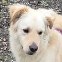 Leo (braucht Geduld,24222 Schwentinental, Hund zur Adoption