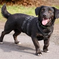 Billy wartet in PS bei Hannover, Hund zur Adoption