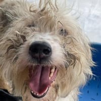 Justus💕wartet in 67590 Monsheim, Hund zur Adoption