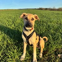 Laura sucht ein liebes Zuhause, Hündin zur Adoption