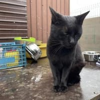 Rony&Fiona- einfach unzertrennlich, Kater zur Adoption