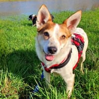 Melba ❤wartet in 40625 Düsseldorf, Hündin zur Adoption