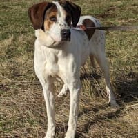 Henry, Hund zur Adoption