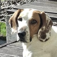 Zack, geb. ca. 10/2022, 23556 Lübeck, Hund zur Adoption