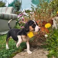 ADELE - ab März auf PS in Hennef, Hündin zur Adoption