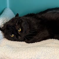 Joey CAB4979, chat à adopter