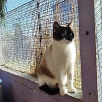 TOKYO, chatte à adopter