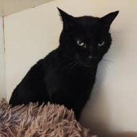 KYRIE PAB28655, chat à adopter