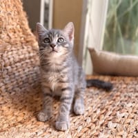 TAO(réservée), chatte à adopter