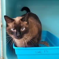 shanna, chatte à adopter