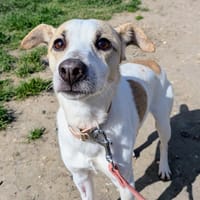 YURI, chien à adopter