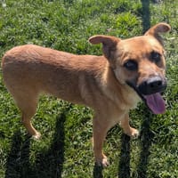 ROSEAU, chien à adopter