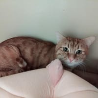 JACK PAB28656, chat à adopter