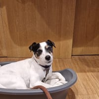 MISSY, chienne à adopter