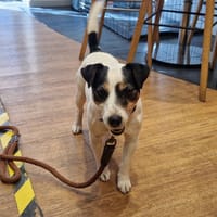 MISSY, chienne à adopter