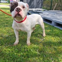 VASCO, chien à adopter