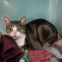 PINS, chatte à adopter